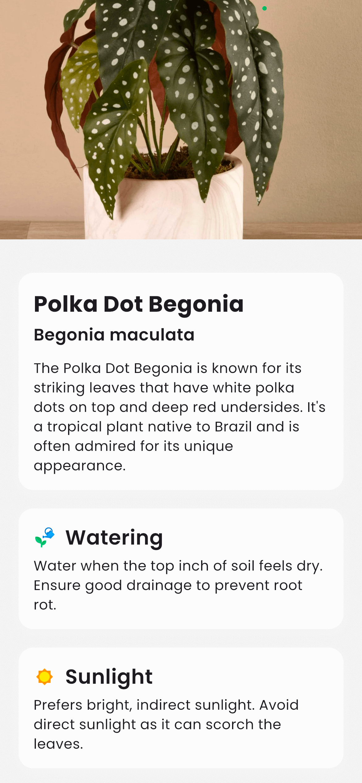 Taking a photo of a plant